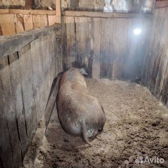 Свиньи живым весом