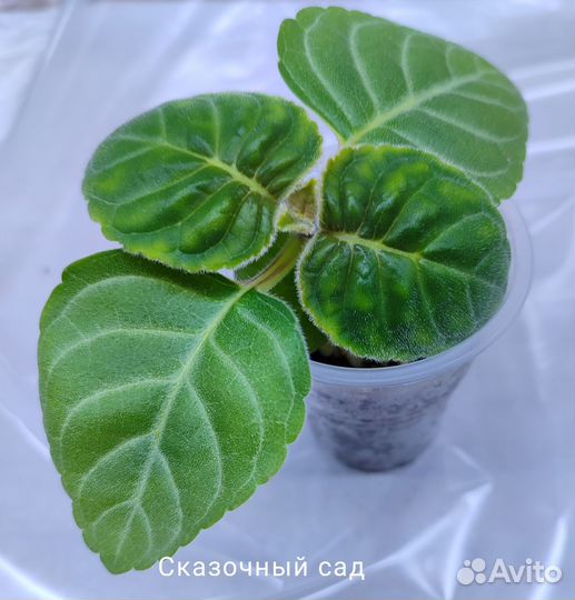 Глоксинии, ен-Новая Волна, детки, листовые черенки