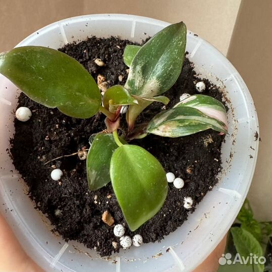 Филодендрон пинк принцесс