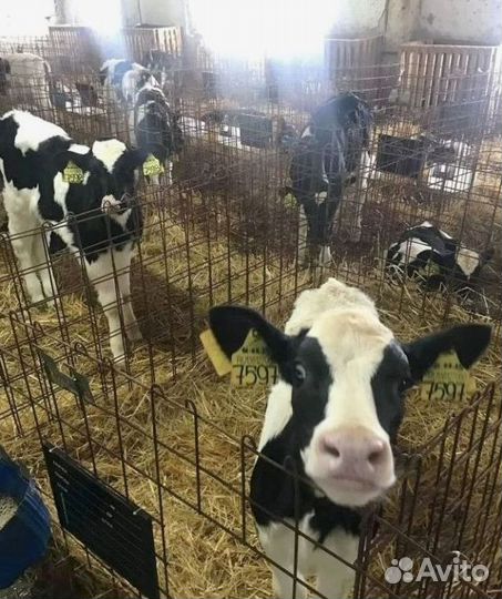 Телята мясных пород