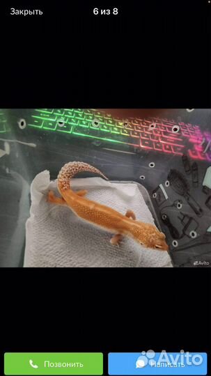 Эублефар самец