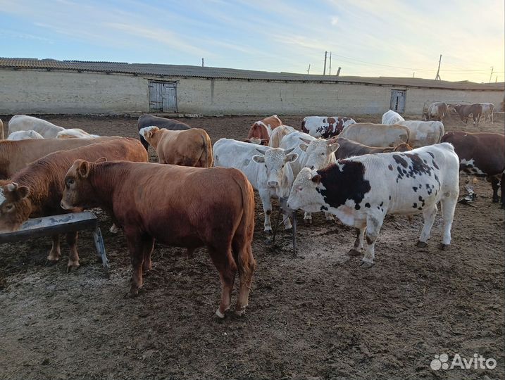 Продажа быков