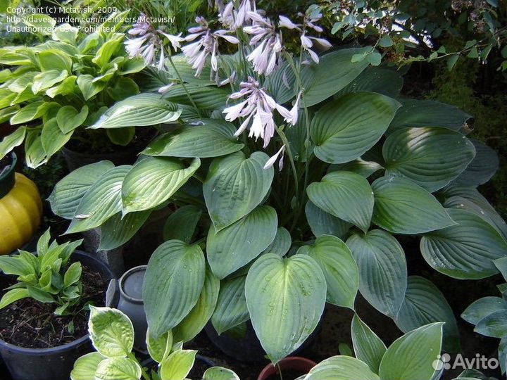 Набор из хост