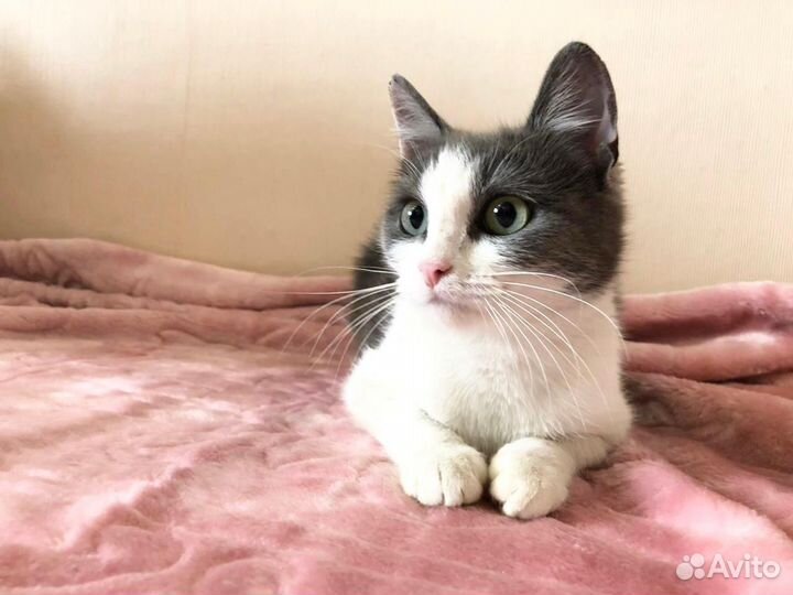 Отдам кошку в добрые руки