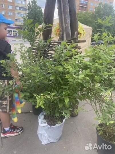 Голубика садовая