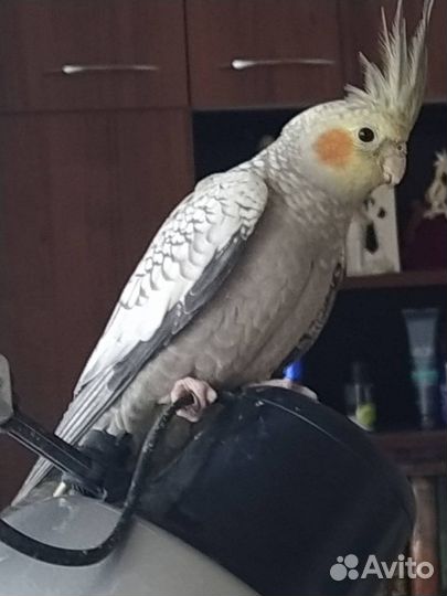 Попугай Корелла птенецы