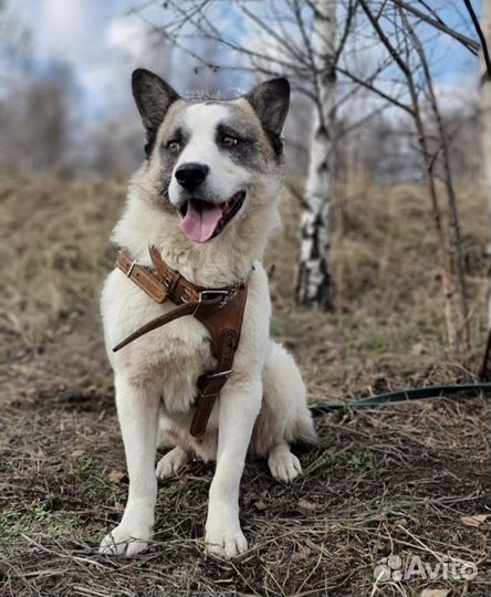 Панда из приюта ищет дом