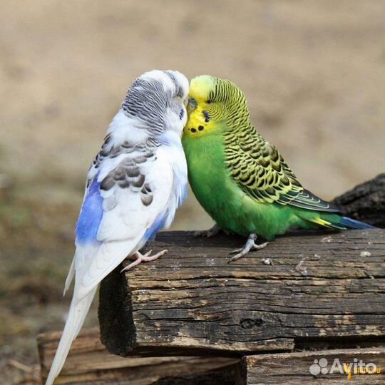 Волнистые попугаи