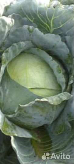 Капуста оптом
