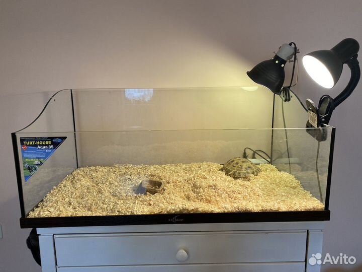 Сухопутная черепаха с террариумум