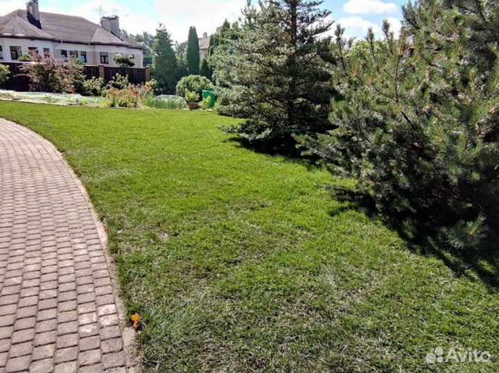 Полевой газон экономный от производителя