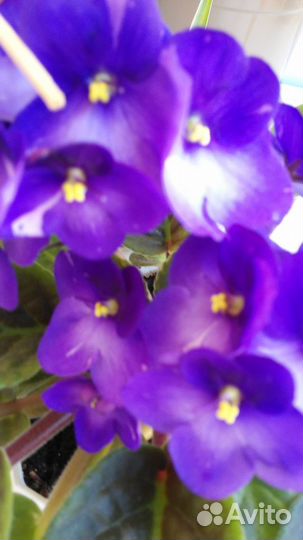 Фиалка фиолетовая