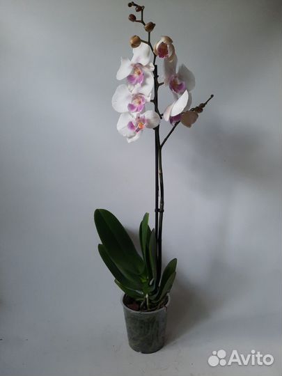 Орхидея биглип