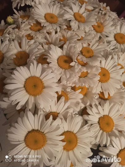 Ромашка садовая, рассада