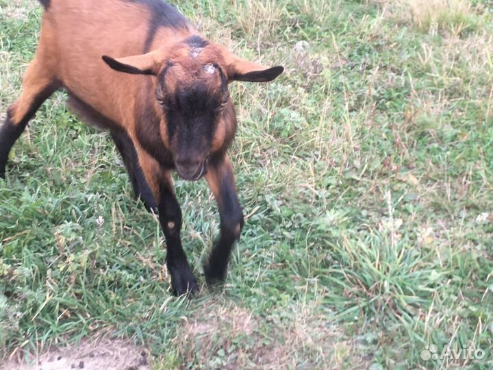 Козел чешский