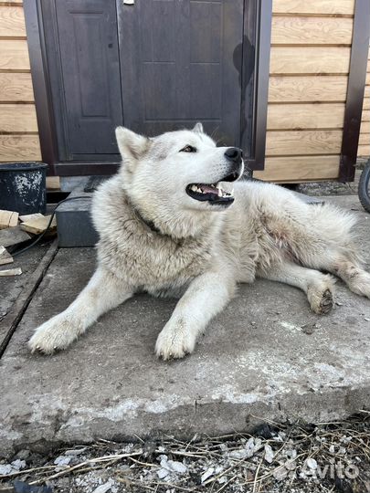 Аляскинский маламут