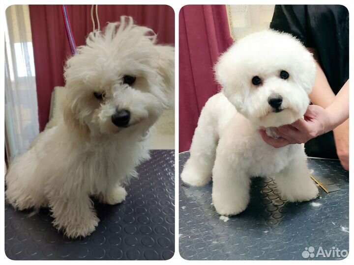 Услуги грумера