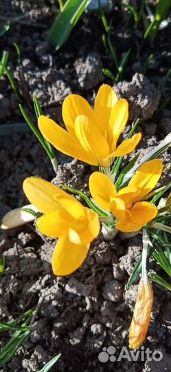 Растения цветы для сада