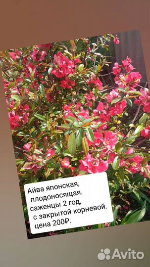 Цветы и саженцы