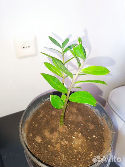 Продам комнатные растения Замиокулькас