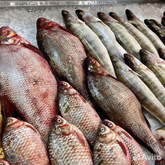 Карась/Щука/Сом/Лещ/Судак