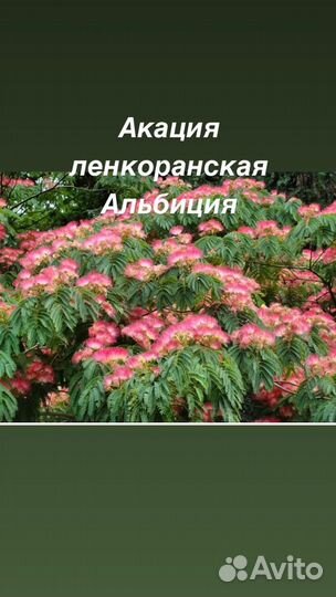 Акация ленкоранская Альбиция