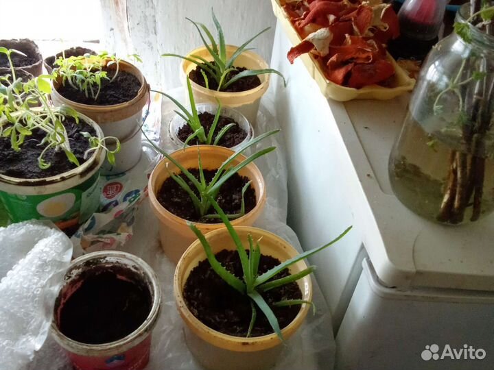 Растения