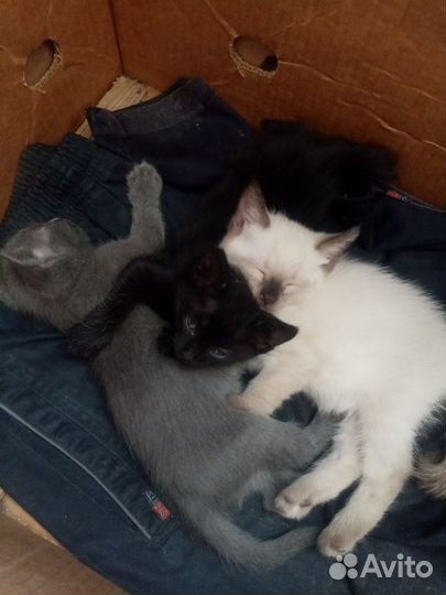 Котята в добрые руки