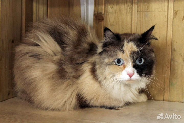 Красавица-кошка с космическими глазами