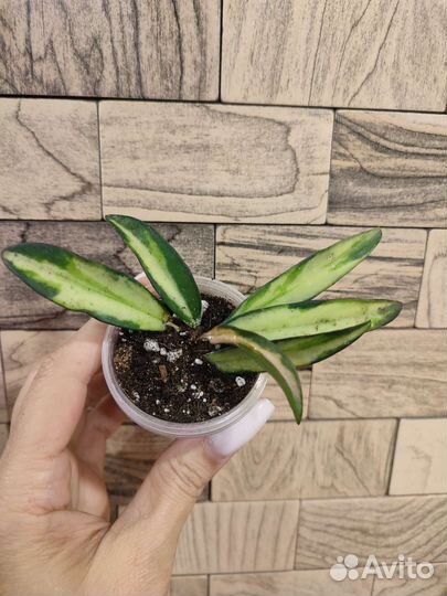 Хойя вайети триколор