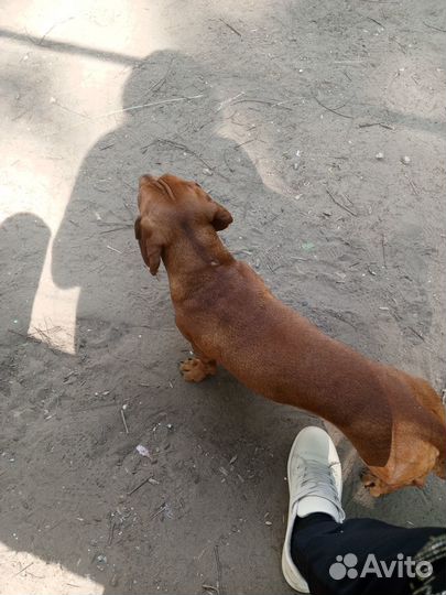 Вязка кобель такса