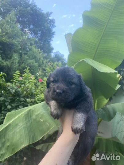 Щенки в добрые руки даром