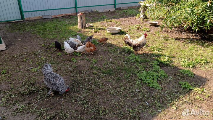 Петухи мясо-яйценосных пород