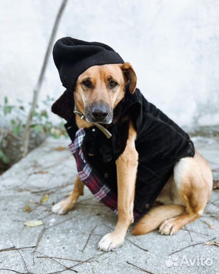 Собака Ирвин