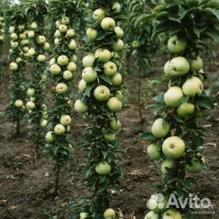 Колоновидные яблони