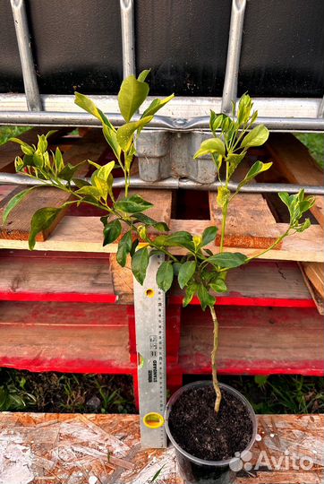 Мандарин декопон Вариегатный