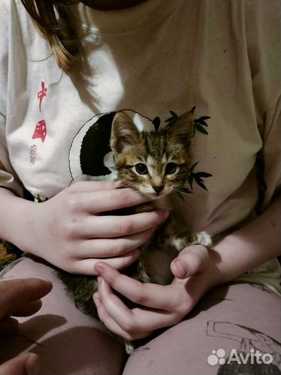 Отдаём котёнка в добрые руки
