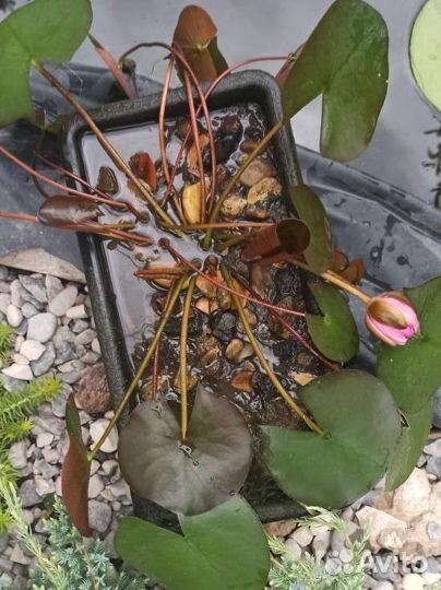 Нимфея Рубра