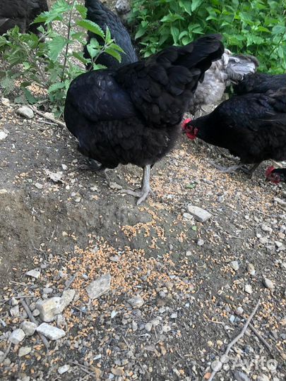 Хурик-птица