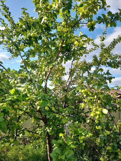 Дача 20 м² на участке 6 га