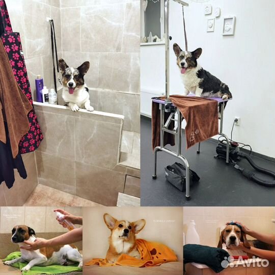 Зоогостиница, гостиница для собак, передержка