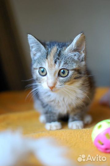 Котенок девочка