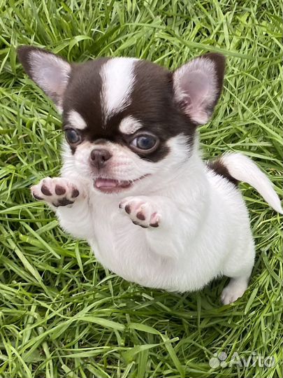 Маленькие брилиантики - девочки сихуахуа