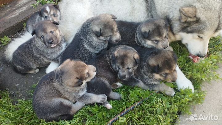 Маламут щенки