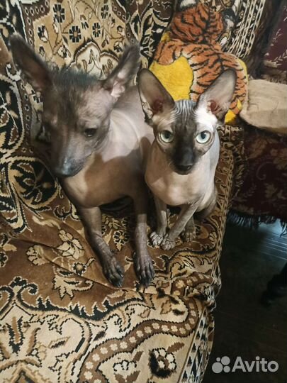 Канадский сфинкс