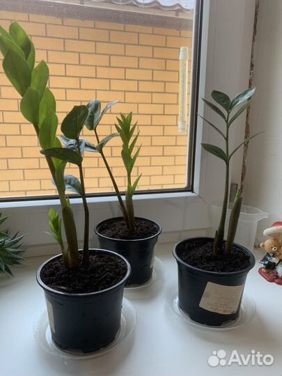 Замиокулькас