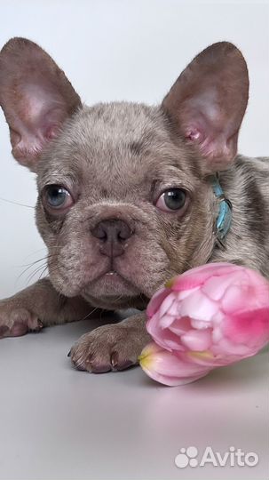 Французский бульдог щенки