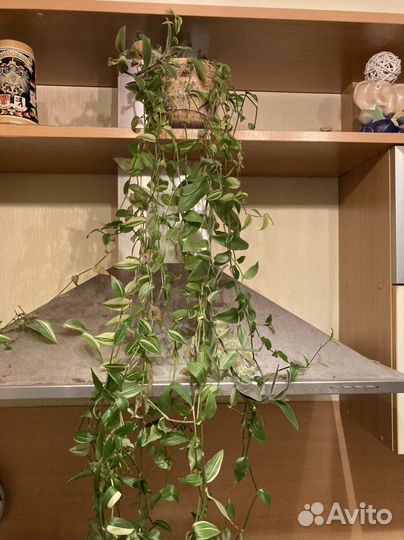 Комнатные цветы