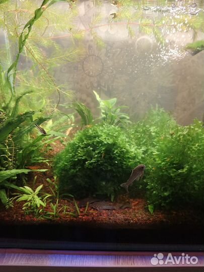 Украшение для аквариума кочка из ламориопсиса