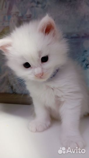 Котята мейн-кун